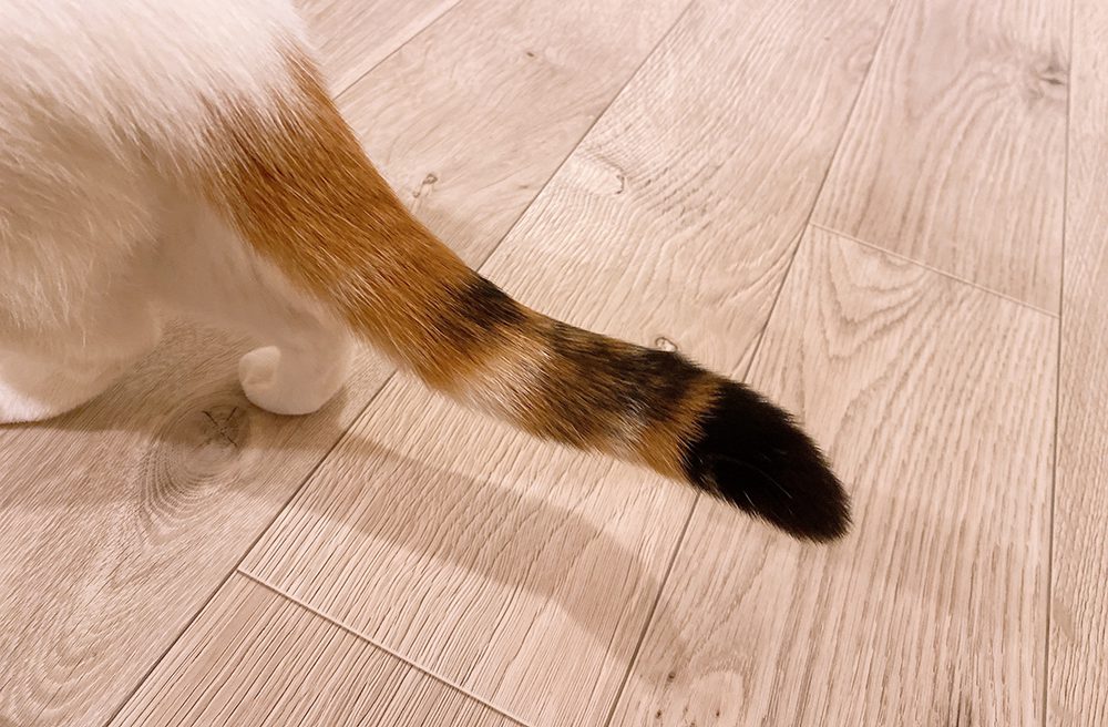 ぺっとによる傷