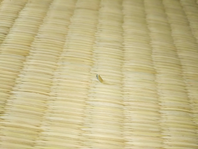 畳のささくれ