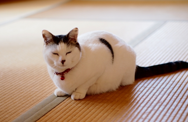 畳と猫